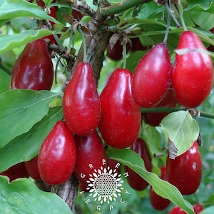 Puede incluir: Primer plano de una rama de árbol cargada de cornelas rojas maduras. Las frutas en forma de pera cuelgan de las ramas, rodeadas de hojas verdes. La imagen está bien iluminada, mostrando el color vibrante y la textura de la fruta.