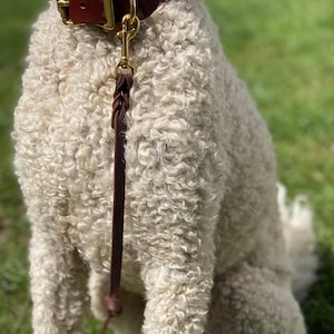 Puede incluir: Un collar de perro de cuero marrón con una hebilla de latón y una correa a juego. El collar está sujeto alrededor del cuello de un perro, y la correa está sujeta con un cierre de latón. El perro tiene pelo rizado y claro, sentado sobre hierba verde.