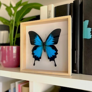 Framed Ulysses Butterfly – Real Papilio Ulysses Specimen – Blue Swallowtail Nature Wall Art – Entomology Home Décor