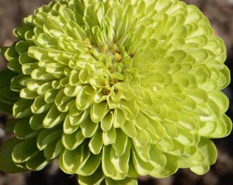 Envy Zinnia, 25 seeds, lime-green flowers, attracts pollinators.