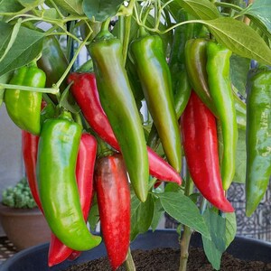 Anaheim Chili Pepper, 25 seeds, Heirloom, for Green Chili and Rellenos. Non-GMO