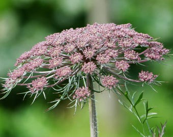 Black Knight Ammi, 25 seeds, False Queens Lace, Bishops Flower, annual.