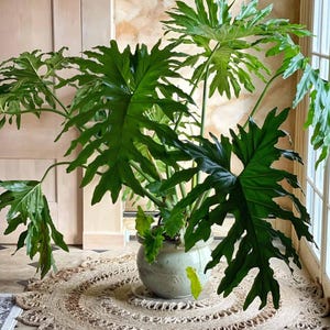 May include: A large Thaumatophyllum bipinnatifidum plant with deeply lobed, glossy dark green leaves. The plant is potted in a round, light-colored ceramic pot with a subtle embossed pattern, resting on a circular, woven jute rug with a scalloped edge.