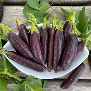 May include: A close-up shot of a white bowl filled with purple snow peas. The peas have a deep purple hue with green stems and are surrounded by green leaves. The bowl sits on a weathered wooden surface.