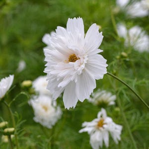 May include: A close-up of a white cosmos flower with multiple layers of delicate petals and a yellow center. The flower is in focus, with other white flowers and green foliage blurred in the background. The flower is on a green stem.