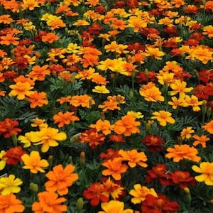 May include: A vibrant field of marigold flowers in shades of yellow, orange, and red. The flowers are in full bloom, with green foliage providing a backdrop. The image is a close-up, showcasing the texture and detail of the petals.
