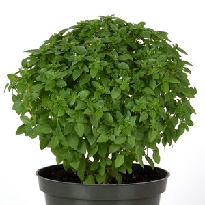 May include: A vibrant green basil plant in a dark green plastic pot. The basil has many small, oval-shaped leaves, forming a dense, rounded shape. The plant is set against a clean white background, highlighting its fresh appearance.