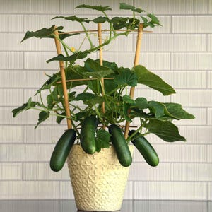May include: A potted cucumber plant with several green cucumbers hanging from the vines. The plant is supported by a bamboo trellis inside a cream-colored, patterned pot. The background is a white brick wall.