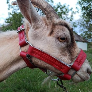 Handmade Adjustable Red Leather Cow Halter for Bulls, Calves, Cattle – Humane Noseband – Farm, Ranch, Livestock Equipment Gift