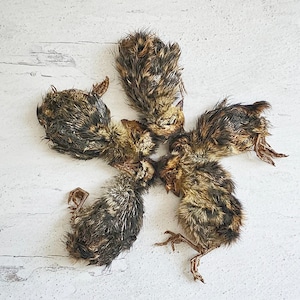 May include: Four small, brown and tan baby birds with fluffy feathers and tiny legs are arranged on a white, textured surface. The birds are positioned in a star-like pattern, with their bodies touching in the center.