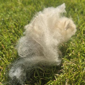 Raw Wool