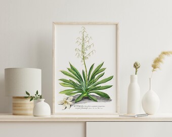 Yucca Plant Botanical Art Print - Vintage Style Nature Poster