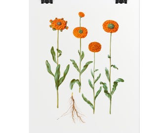 May include: A botanical print featuring orange flowers with green leaves and stems. The flowers have a textured appearance and are arranged against a white background. The print includes a detailed illustration of the plant's root system.