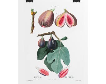 Botanical Fig Art Print – Vintage Style Home Decor
