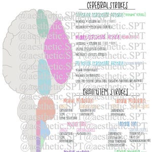 May include: A medical diagram titled "STROKE SYNDROMES" with detailed information on cerebral and brainstem strokes. The diagram includes labeled sections of the brain, arteries, and associated symptoms, with text in black and various colors.