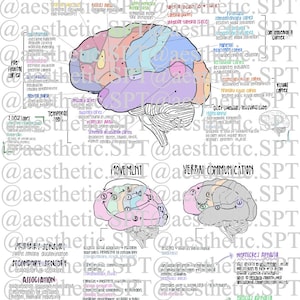 May include: Anatomy diagram of the cerebrum, featuring a detailed illustration of the brain with labeled sections. The diagram includes text annotations and color-coded areas, highlighting different regions and functions of the brain.