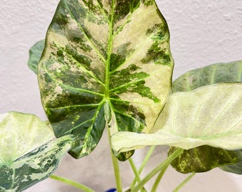 Regal Shield Albo Variegated Alocasia Corm A85 HUGE - Etsy