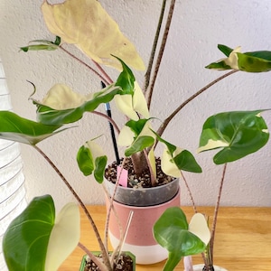 Variegated Pink Alocasia Nebula - Etsy