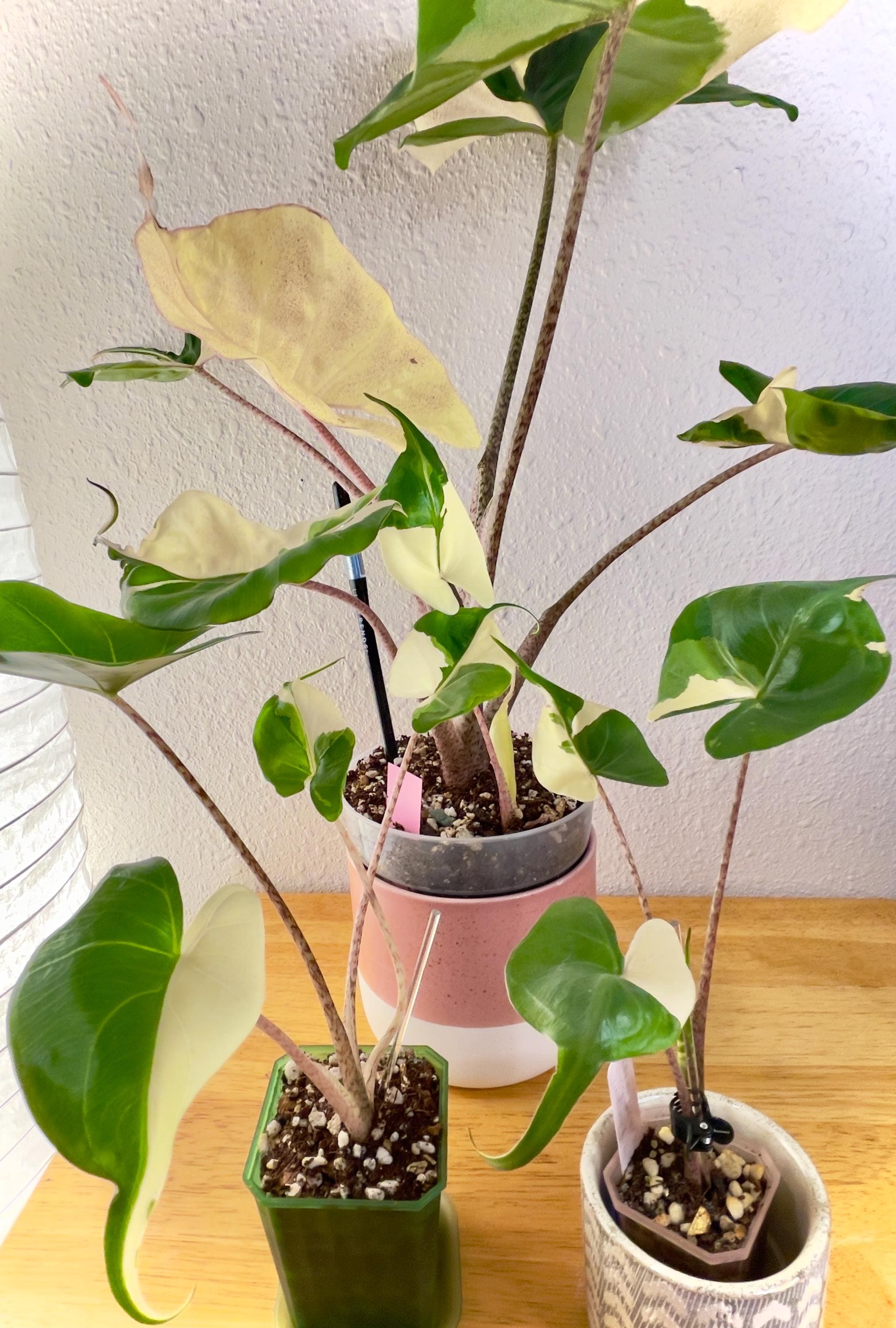 Alocasia Variegated Stingray - Etsy