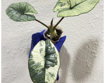 Bisma 'platinum' Albo Alocasia Starter Plant A41 - Etsy