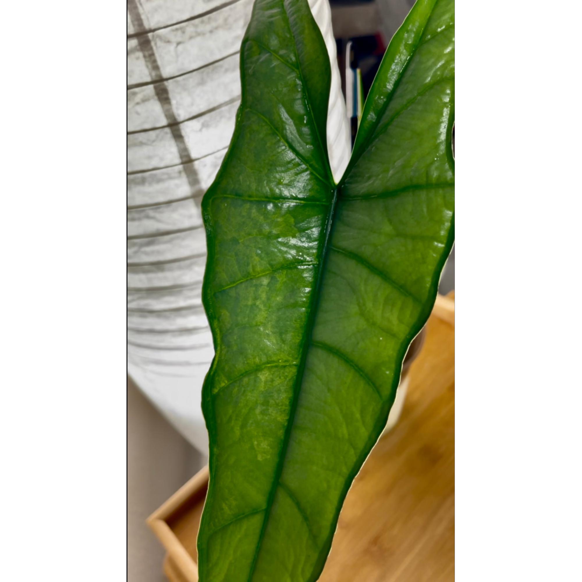 Dragon Breath Aurea Alocasia - Etsy