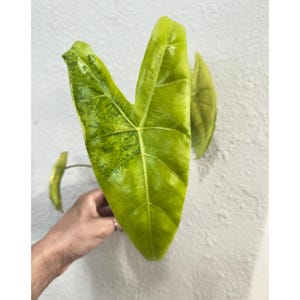 Longiloba Aurea - Etsy