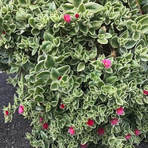 May include: A close-up of a trailing plant with small, rounded green leaves edged in white. Tiny, vibrant pink flowers with red centers dot the foliage. The plant appears healthy and well-maintained.
