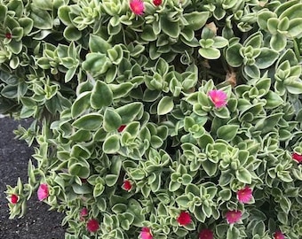 Dorotheanthus | Mezoo | Trailing Red | Livingstone Daisy | dorianthus