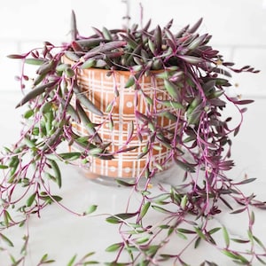 May include: A String of Pearls plant in a terracotta pot with a geometric design. The plant has trailing stems with small, green, and purple leaves. The pot sits on a clear glass saucer, against a white background.
