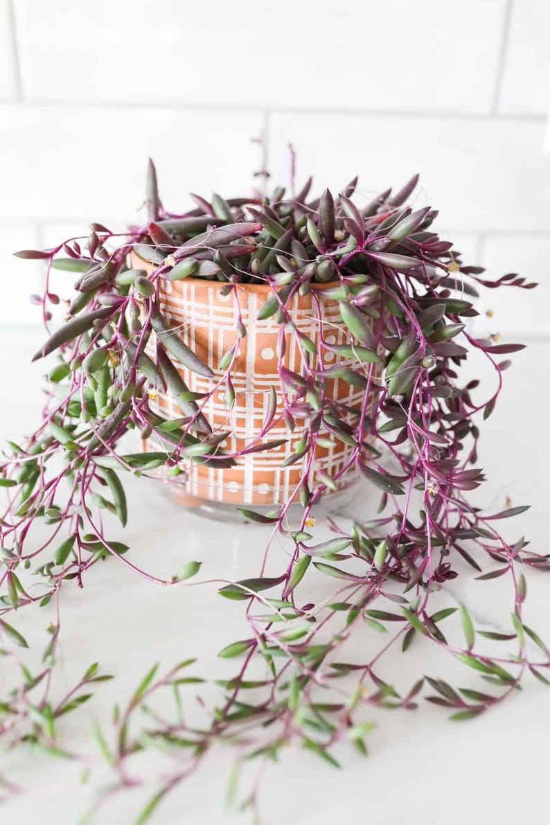 String of Ruby Necklace: Othonna Capensis Succulent - Etsy