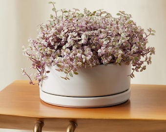 Callisia repens | Tradescantia callisa | Pink Panther | Creeping inch plant | Trailing houseplant