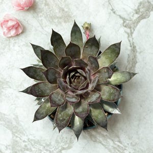 May include: A dark green and purple succulent plant with pointed, fleshy leaves arranged in a tight rosette pattern, accompanied by two small, light pink flower blossoms positioned to the upper left of the plant.