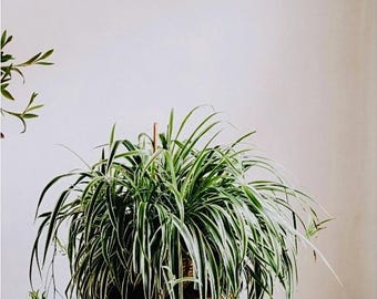 Airplane Spider Plant Rooted Start, Variegated Leaves, Live Plants , - Etsy