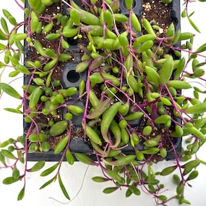 Wholesale | String of | Ruby | Necklace | Othonna capensis   | jewel among plants | Trailing Succulent | value lot | bulk |