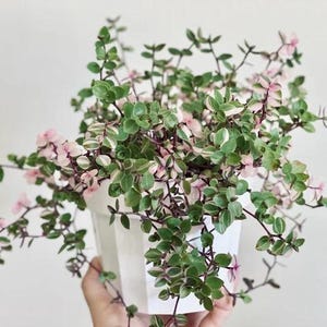 Callisia repens | Tradescantia callisa | Bianca |Creeping inch plant | Trailing houseplant