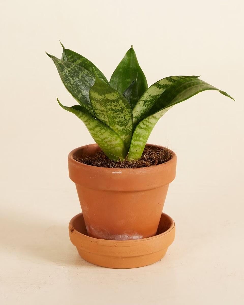 black gold extreme snake plant care Black Gold Snake Plant For Sale, Care Guide & Growing Tips main image 0