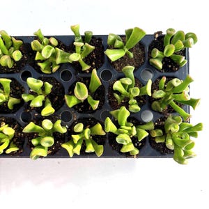 Wholesale | Gollum | Jade | Ogar Ears | Crassula ovata | Succulent | Hobbit | Lord of the Rings| value lot | bulk |