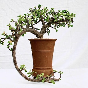 Buisson d&#39;éléphants panaché | Portulacarie africaine | Spekboom | Rares | succulentes | Plante d&#39;intérieur | buisson d&#39;éléphants |  panaché |