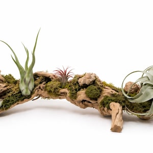 Air Plant Driftwood Centerpiece Preserved Moss Decor Zen Table Decor Natural Wood Gift