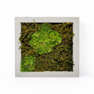 Preserved Moss Wall Art 5x5 · Minimalist Botanical Decor · Small Green Moss Frame · Office Desk Decor · Housewarming Gift