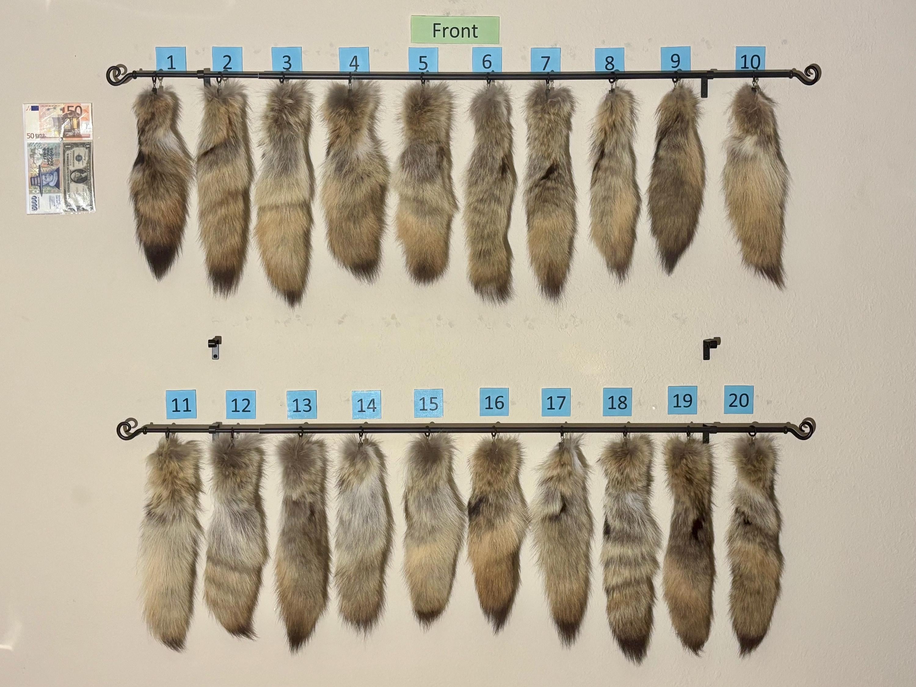 剥製＆珍品 - Etsy 日本