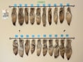 Eco Friendly Coyote Tails