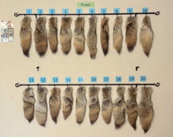 Freundliche Coyote Tails