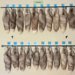 Umweltfreundliche Amber Frost Fuchsschwänze