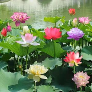 10 Mixed Lotus Seeds | Colorful Water Plants | Pond Garden Flowers for Planting