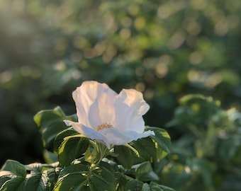 Beach Rose Photograph // Green Harbor Marshfield MA // Nautical Botanical Photography //  Beach Cottage Wall Art // Cape Cod Print