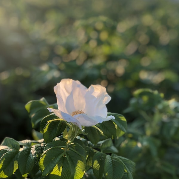 Beach Rose Photograph // Green Harbor Marshfield MA // Nautical Botanical Photography //  Beach Cottage Wall Art // Cape Cod Print