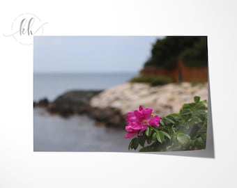 Beach Rose Photograph // Cliff Walk Newport RI // Nautical Botanical Photography //  Beach Cottage Wall Art // Rosa rugosa //