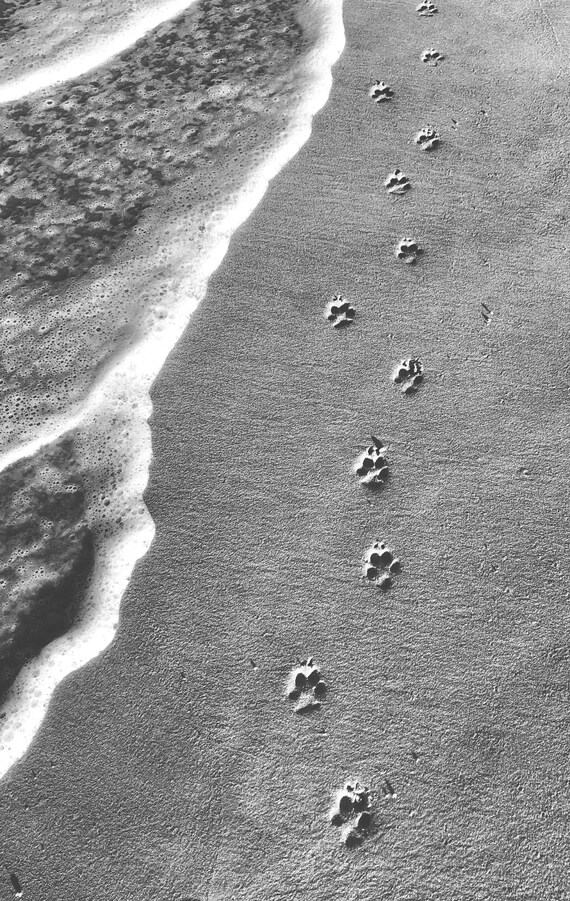 Tableaux sur toile Empreintes de pattes de chien dans le sable de la plage
