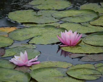 Water Lilies Print // Botanical Photo // Fine Art Photography // Pink Flower Photograph // Smith College Botanical Garden